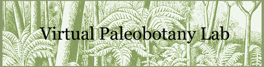 Virtual Paleobotany Lab