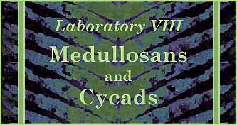 [Laboratory VIII - Medullosans and Cycads]