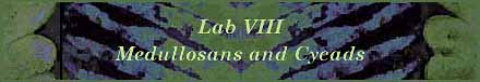 [Laboratory VIII - Medullosans and Cycads]