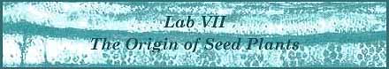 [Laboratory VII - The Origin of Seed Plants]