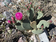 A blooming Beavertail Cactus