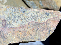 Fine examples of dendrites, pseudofossils that resemble ferns