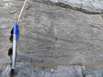 Carbonate rocks full of crinoid columnals