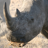 Tony Barnosky had a close encounter with some rhinos