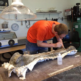 One of Julia Sankey's students prepares a large fossil bone