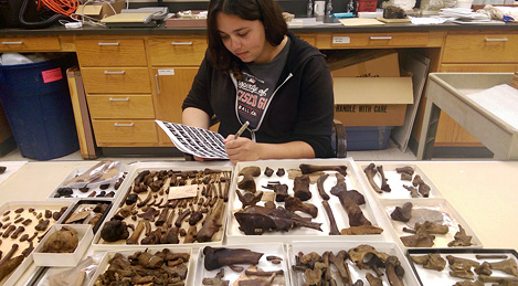 Melissa Mast with a selection of McKittrick fossils