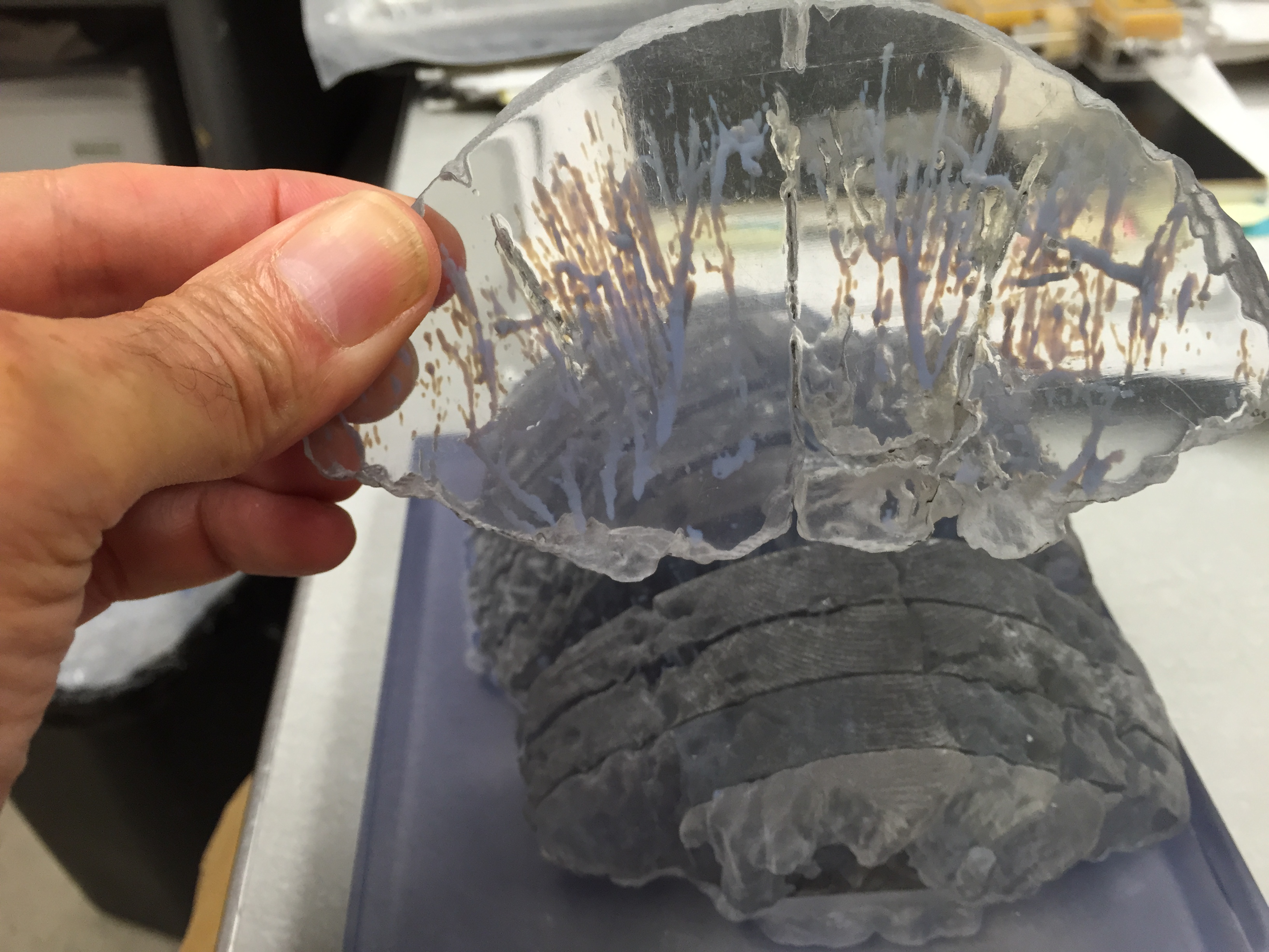 3-D printed sections of a pachycephalosaur fossil