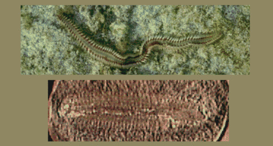 Introduction to the Annelida