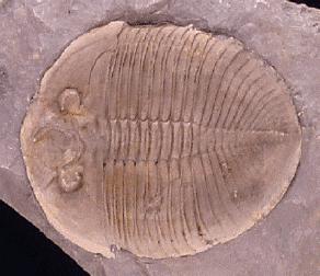 Trilobite, Ogygiopsis