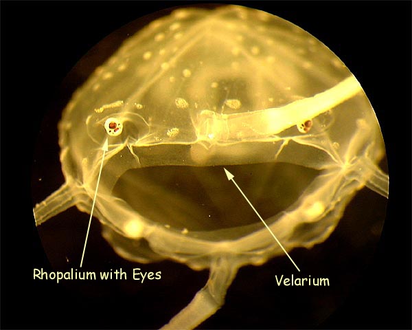 Cubozoan Velarium -- Not a Fish!