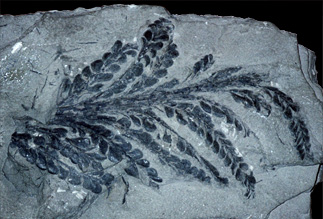 the fern-like leaves of Archaeopteris, one of the first tree-like plants