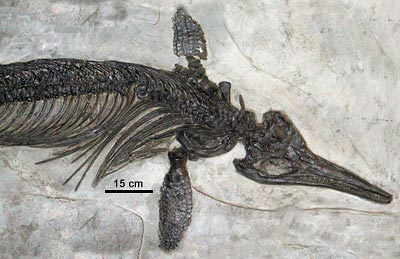 ichthyosaurus.jpg