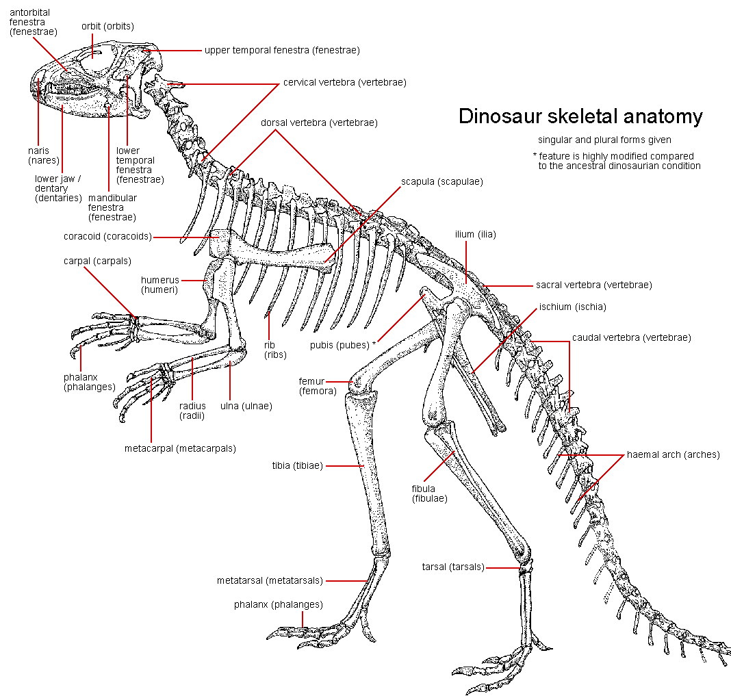 Lizard Skeleton Diagram