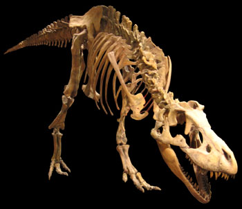 http://www.ucmp.berkeley.edu/diapsids/saurischia/tarbosaurus1.jpg