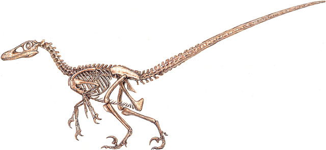 Dromaeosaur Skeleton