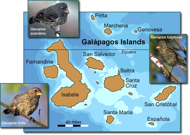 Galápagos Islands/finches