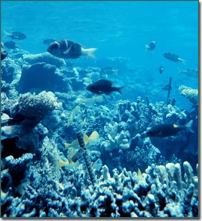 Modern reef scene