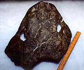 Mystery Fossil #13 image