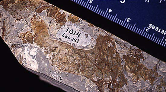 UCMP Mystery Fossil Number 19