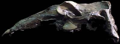UCMP Mystery Fossil Number 21 skull