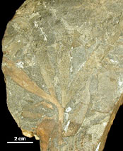 Mystery Fossil #49 image