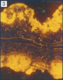 Photograph of same specimen as in Figure 1 viewed with cathodoluminescence