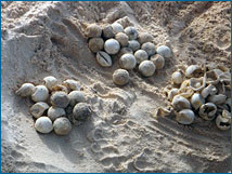 An exposed clutch of mostly hatched sea turtle eggs