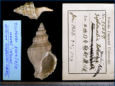 Another fossil whelk