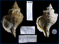 Another sinistral specimen of whelk that is normally dextral