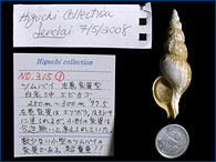 And another sinistral specimen of whelk that is normally dextral