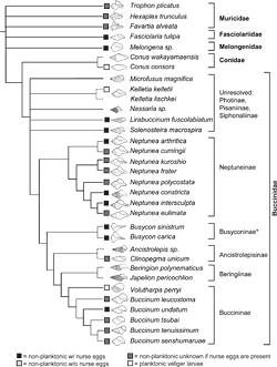 Hypothesis of phylogenetic relationships of selected buccinids