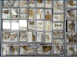 The wonderful contents of a single drawer at the Shell Museum