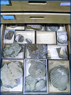 A drawer full of fossil shells at the National Science Museum