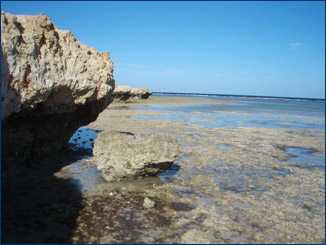 The youngest fossil terrace at Wadi Gassus is right along the shoreline