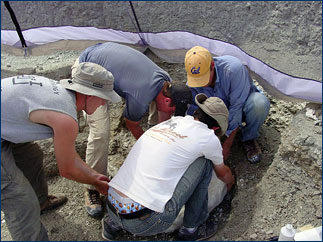 The entire group helps to flip the very heavy plaster jacket