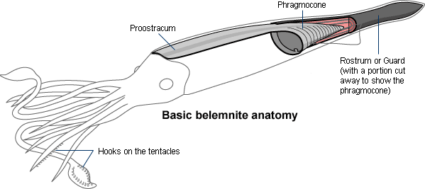 Basic belemnite anatomy