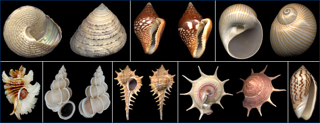 Variation in shell morphology in some marine gastropods