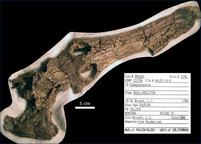 Champsosaurus skull, mandible, postcranial bones