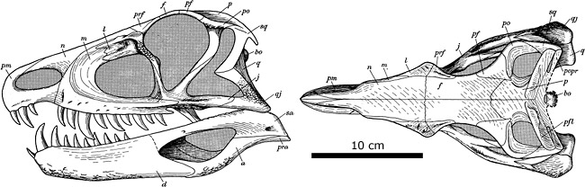 Lateral and dorsal views of the skull of Ornithosuchus