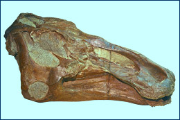 Edmontosaurus skull