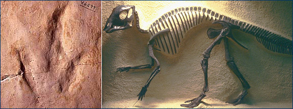 Dinosaur footprint and baby Maiasaura