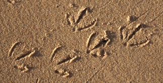 Modern bird tracks in sand