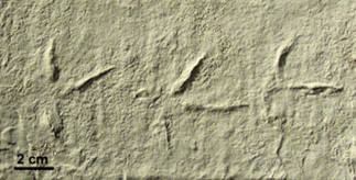 Fossil bird tracks