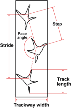 Ignotornis trackway measurements