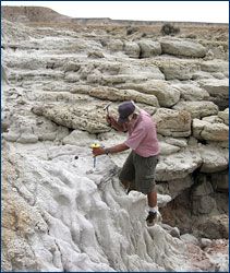 Howard Hutchison working on removing the pelvis of an approximately 52-million-year-old mammal, <i>Coryphodon</i>, from a sandstone in the Willwood Formation of the Bighorn Basin of Wyoming