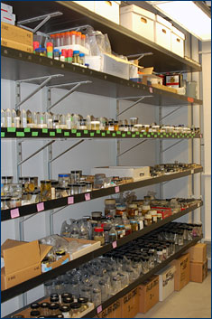Just some of the specimens that need new preservation fluid, labels, and curation