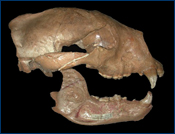 Arctodus skull
