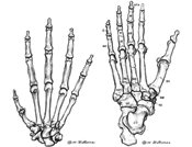 Ardi hand and foot bones
