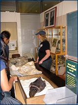 Sarah Werning shows off some vertebrate fossils found locally