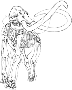Sketch of a mammoth skeleton
